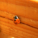 Ladybug