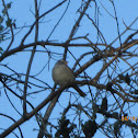 White Crowned Sparrow