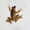 Four-lined Tree Frog