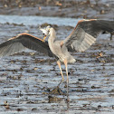 GREAT BLUE HERON