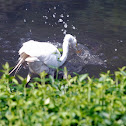 Great egret