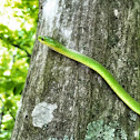 Smooth Green Snake