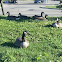 Canada goose