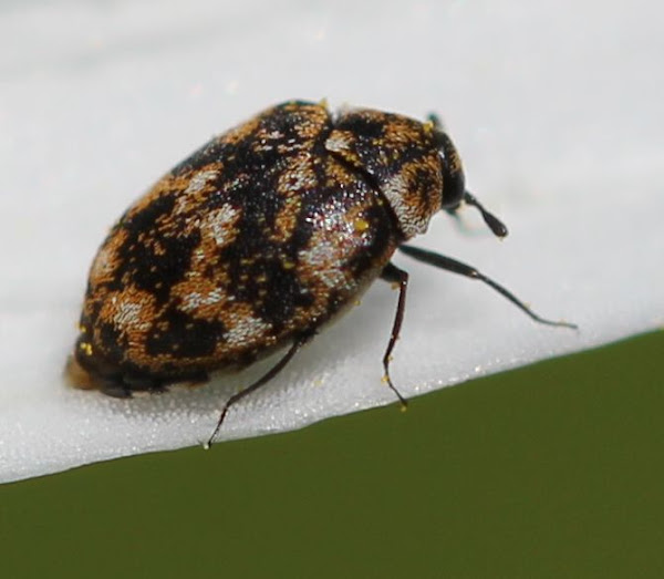 Varied Carpet Beetle Project Noah