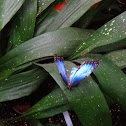 Common Morpho