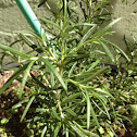 Rose Mary