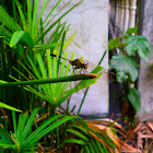 Green dragonfly.