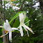 Honeysuckle