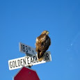 Global Urban Biodiversity