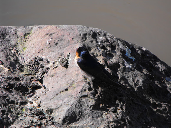 Spotting Image 1