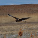 Northern Harrier