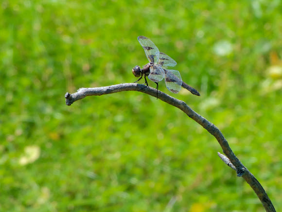 Spotting Image 1