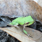 Squirrel tree frog