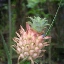 Pink Pineapple, Dwarf Pineapple
