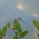 Blue skimmer