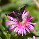 Bee Fly