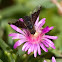 Bee Fly