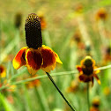 Mexican hat