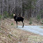 Moose