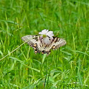 Eastern Swallowtail Butterfly