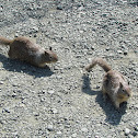 California Ground Squirrel