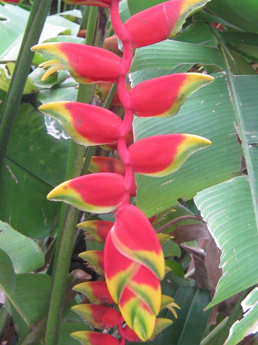 Lobster Claw