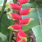 Lobster Claw