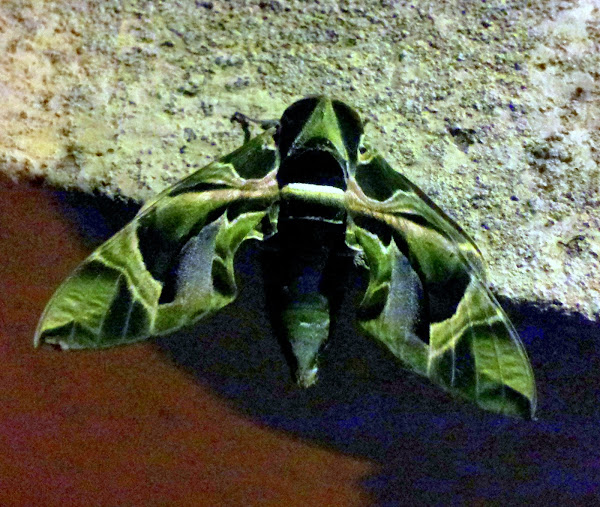 Oleander Hawk Moth\Green army moth Project Noah