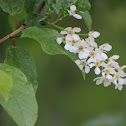 Bird cherry