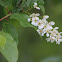 Bird cherry