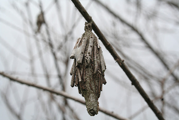 Spotting Image 1