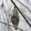 Evergreen bagworm