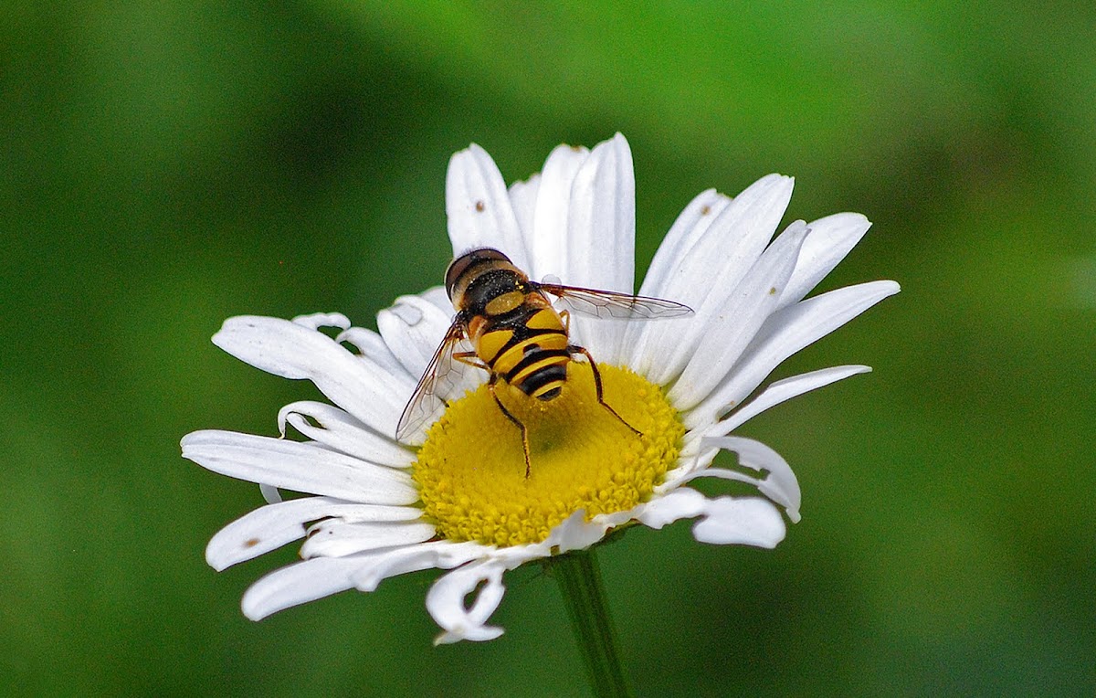 Hover Fly
