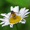 Hover Fly