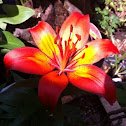 Lily