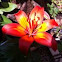 Lily