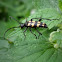 Longhorn Beetle