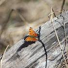 Hoary Comma Butterfly