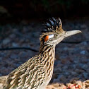 Roadrunner