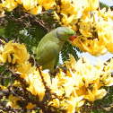 parrot