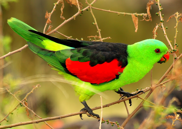 Red-winged Parrot | Project Noah