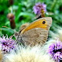 Meadow Brown