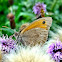 Meadow Brown