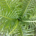 Fern