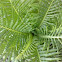 Fern