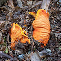 Lobster Mushroom