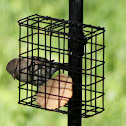 House Sparrow