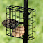 House Sparrow