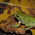 Eastern Gray Treefrog