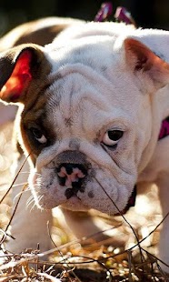 How to install Bulldog Jigsaw Puzzle 1.0 apk for laptop